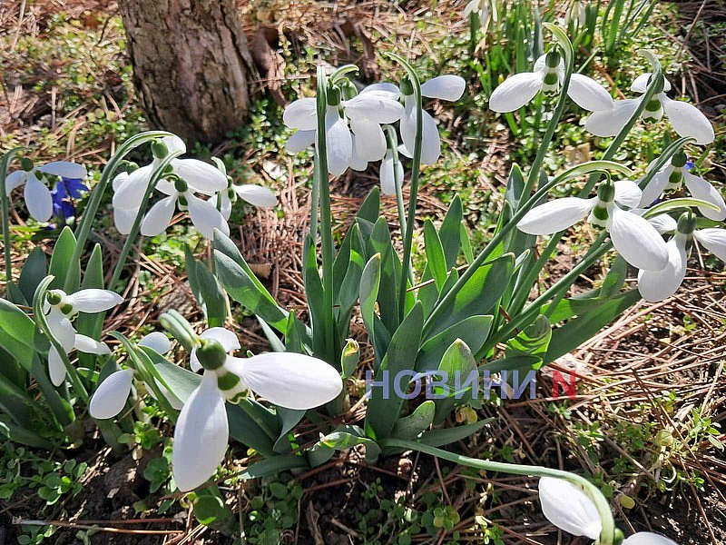 Весенняя погода в Николаевской области установилась на 10 дней раньше обычного, но возможны заморозки