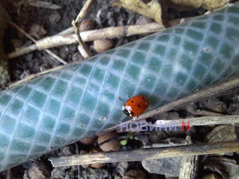 Ветер и до +12°: синоптики рассказали о погоде в Николаеве и области 19 марта