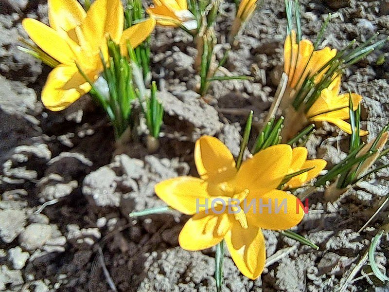 Ветер и до +14°: синоптики спрогнозировали, какой будет погода в Николаеве и области 21 марта