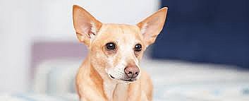 Привили 500 кошек и собак: в Николаевской области сняли ограничения, введенные из-за бешенства