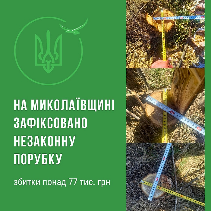 В полезащитной полосе под Николаевом вырубили деревья: инспекторы посчитали ущерб