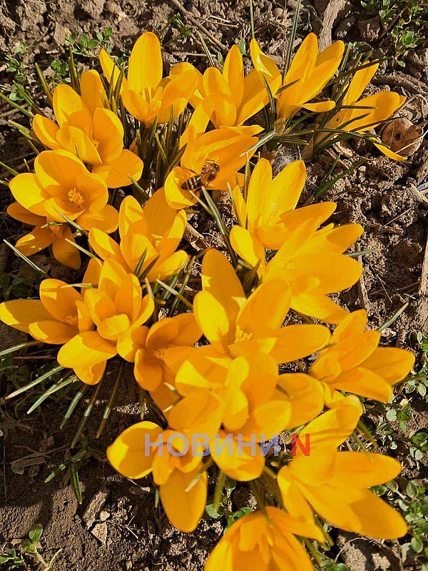 В четверг в Николаеве синоптики обещают тепло до +18°