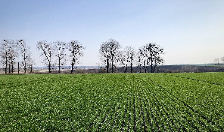 В Николаевской области март оказался благоприятным для озимых