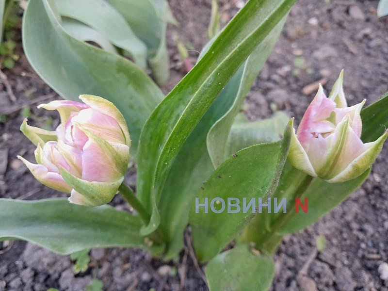 Дожди и ветер: синоптики рассказали о погоде в Николаеве и области в понедельник