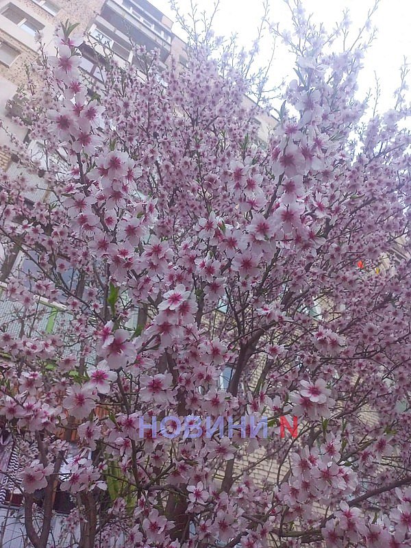 В Николаеве зацвели первые фруктовые деревья (фото)