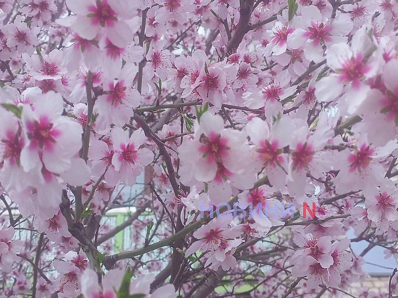 В Николаеве зацвели первые фруктовые деревья (фото)