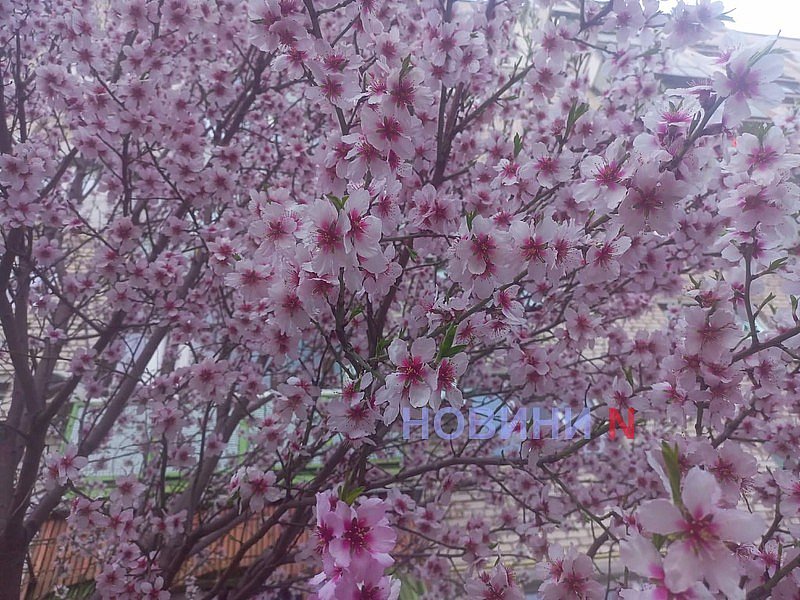 В Николаеве зацвели первые фруктовые деревья (фото)