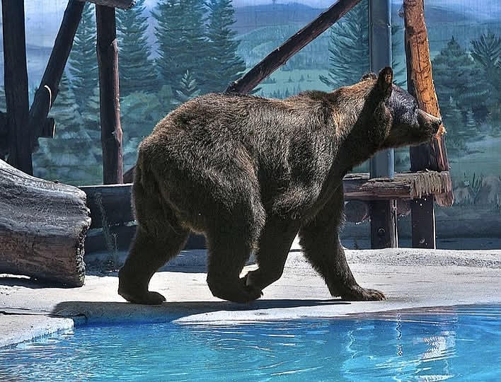 Медведь Бумер умер в Одесском зоопарке