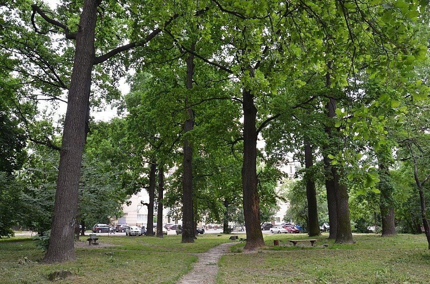 Минэкономики дало «добро» на строительство скандальной АЗС в Николаеве: что будет с дубами