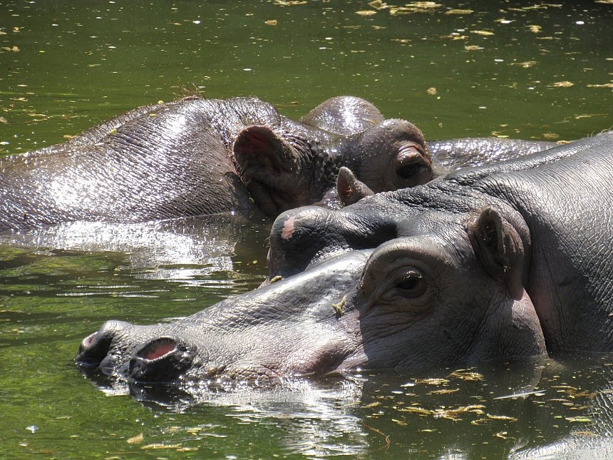 Николаевский зоопарк просит о помощи: нужно почистить пруды