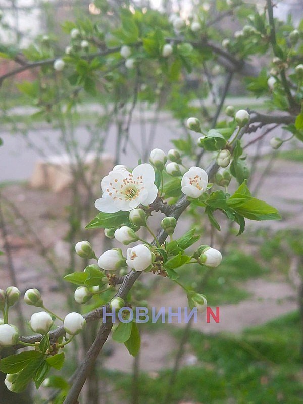 Дождь, туман и до +20°: синоптики рассказали о погоде в Николаеве и области 2 апреля