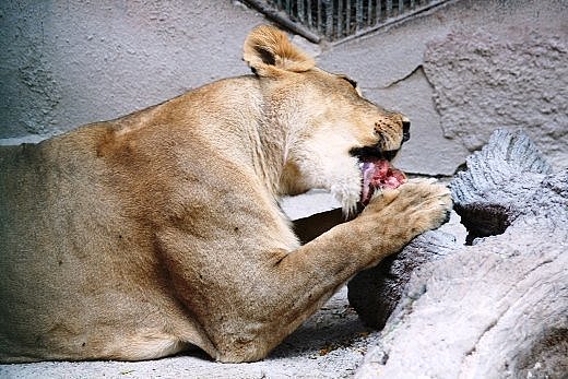 В одесском зоопарке после медведя умерла львица: активистка требует уволить директора