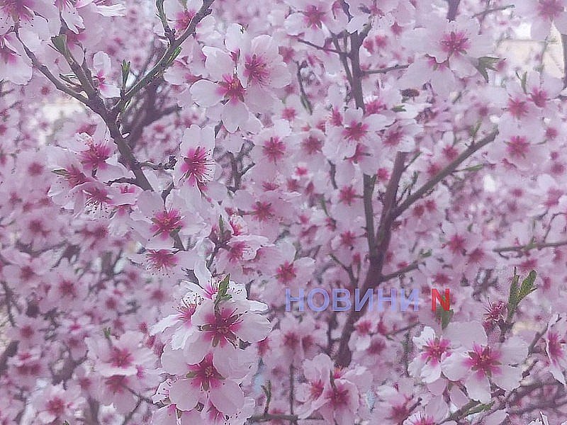Весняне тепло прийшло до Миколаєва на 16-21 день раніше за середні багаторічні терміни, - гідрометцентр