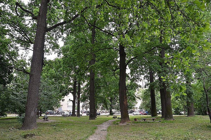 Вирубування дубів під АЗС у Миколаєві: мер заявив, що держоргани перекладають відповідальність