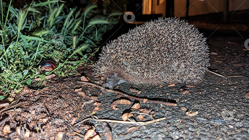 Використання роботів-газонокосарок пропонують обмежити: як це пов'язано з їжаками