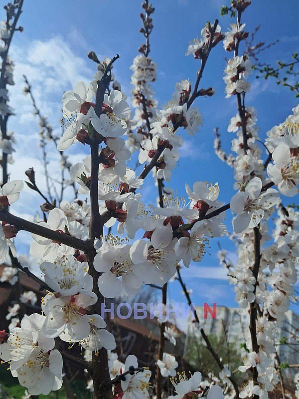 Заморозки на почве и дождь: синоптики рассказали о погоде в Николаеве и области 8 апреля
