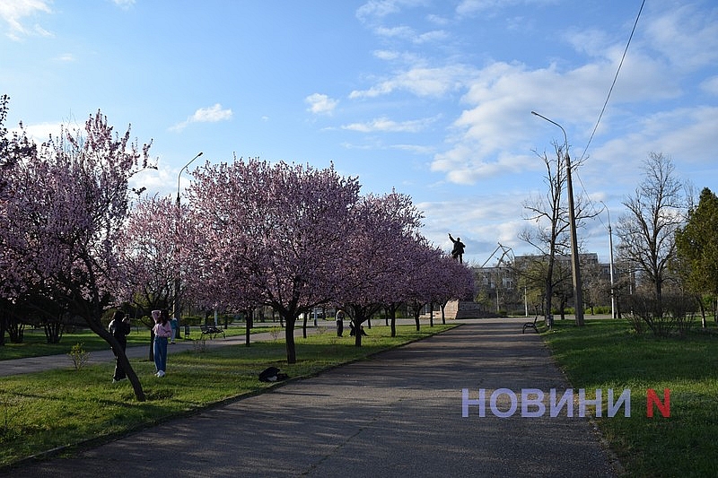 Слива Писарди зацвела в Николаеве: горожане устраивают фотосессии
