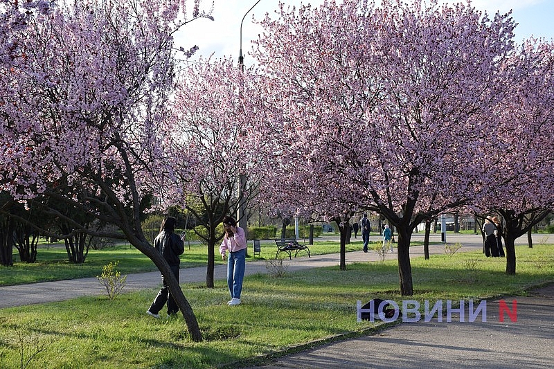 Слива Писарди зацвела в Николаеве: горожане устраивают фотосессии