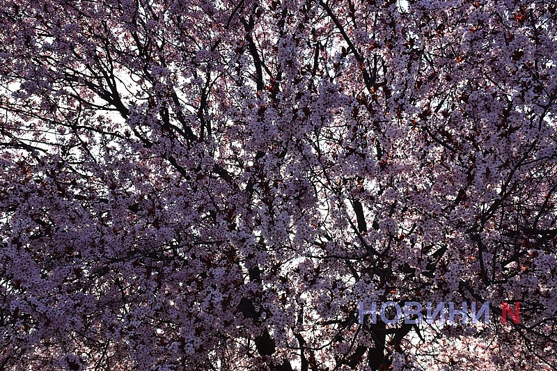 Слива Писарди зацвела в Николаеве: горожане устраивают фотосессии