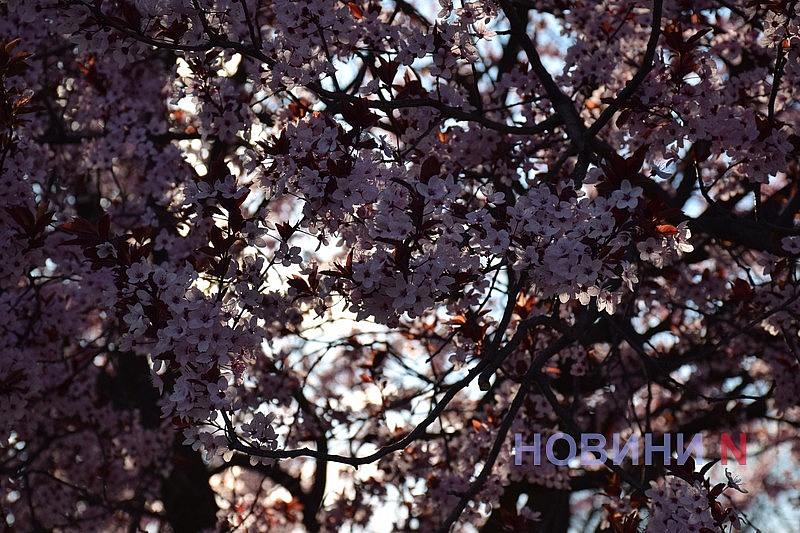 Слива Писарди зацвела в Николаеве: горожане устраивают фотосессии