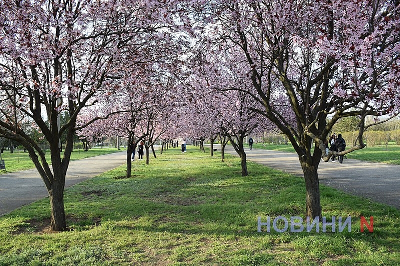 Слива Писарди зацвела в Николаеве: горожане устраивают фотосессии