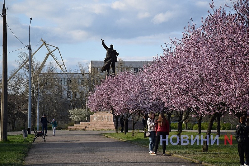 Слива Писарди зацвела в Николаеве: горожане устраивают фотосессии