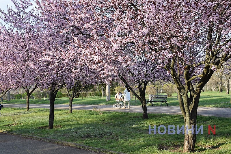 Слива Писарди зацвела в Николаеве: горожане устраивают фотосессии