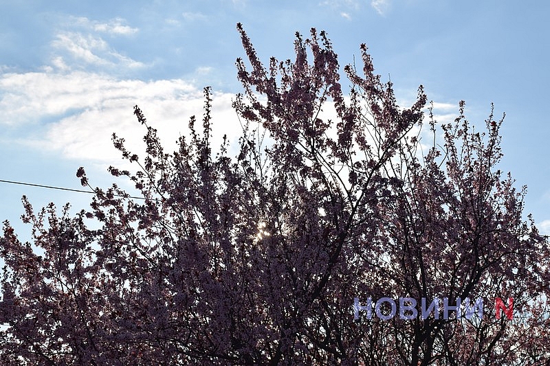 Слива Писарди зацвела в Николаеве: горожане устраивают фотосессии