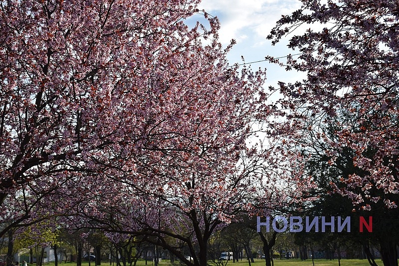 Слива Писарди зацвела в Николаеве: горожане устраивают фотосессии