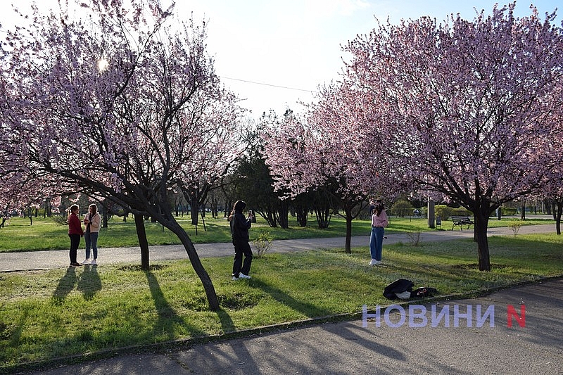 Слива Писарди зацвела в Николаеве: горожане устраивают фотосессии
