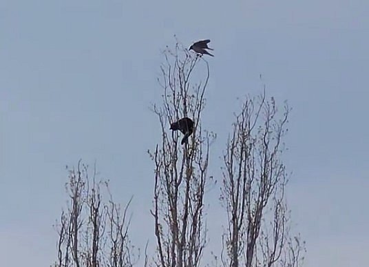 У Миколаєві кішка залізла на вершину тополі: на допомогу прибули рятувальники (відео)