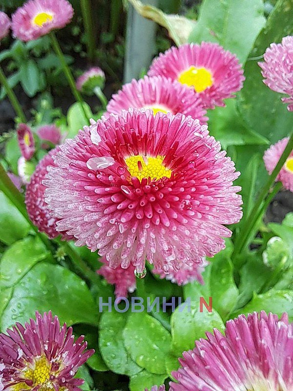 В Николаеве на Пасху выпало 54% месячной нормы осадков