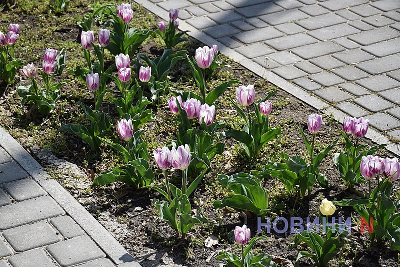 Квітучий Миколаїв: у скверах міста розцвіли тюльпани (фоторепортаж)