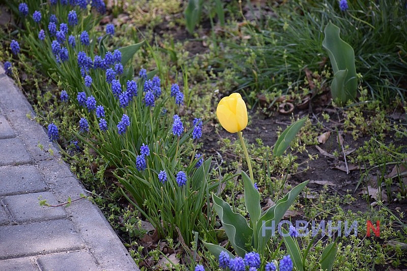 Квітучий Миколаїв: у скверах міста розцвіли тюльпани (фоторепортаж)