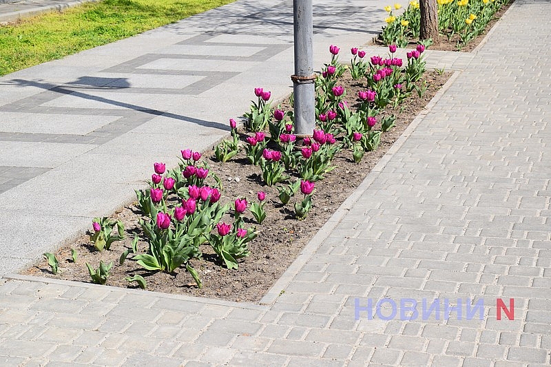 Квітучий Миколаїв: у скверах міста розцвіли тюльпани (фоторепортаж)