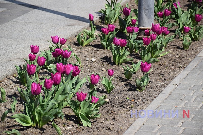 Квітучий Миколаїв: у скверах міста розцвіли тюльпани (фоторепортаж)