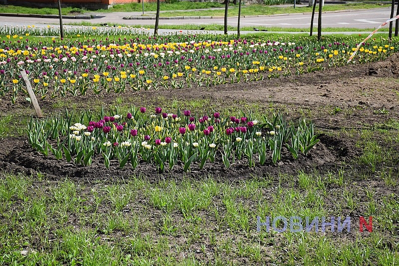 Квітучий Миколаїв: у скверах міста розцвіли тюльпани (фоторепортаж)