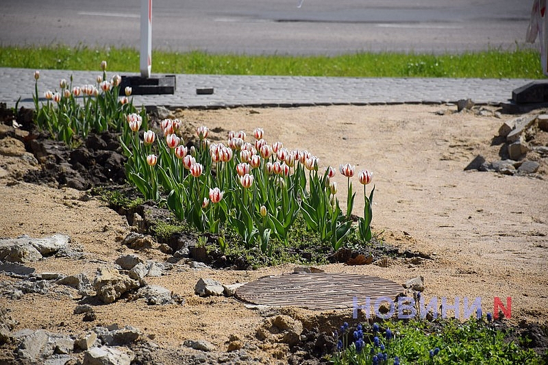 Квітучий Миколаїв: у скверах міста розцвіли тюльпани (фоторепортаж)