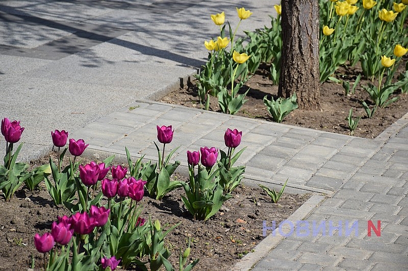 Квітучий Миколаїв: у скверах міста розцвіли тюльпани (фоторепортаж)