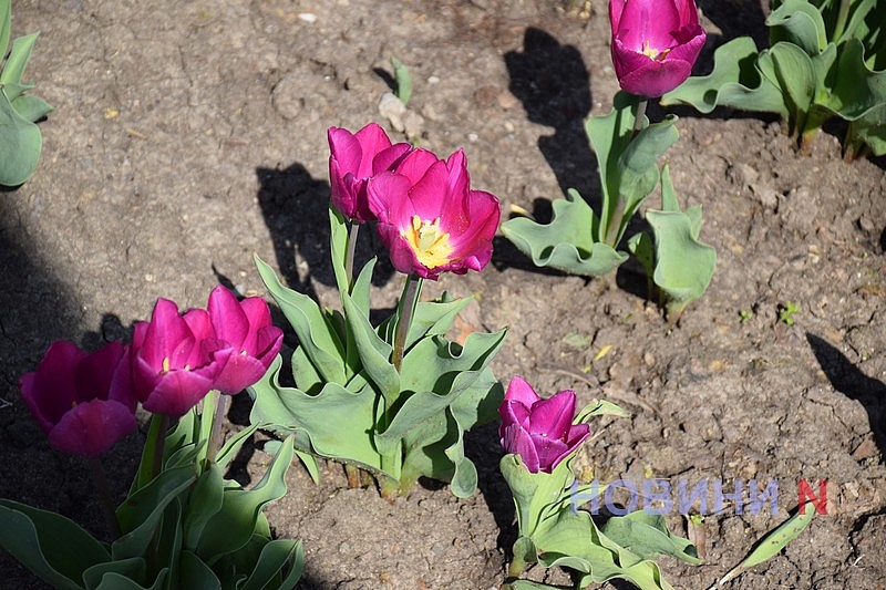 Квітучий Миколаїв: у скверах міста розцвіли тюльпани (фоторепортаж)