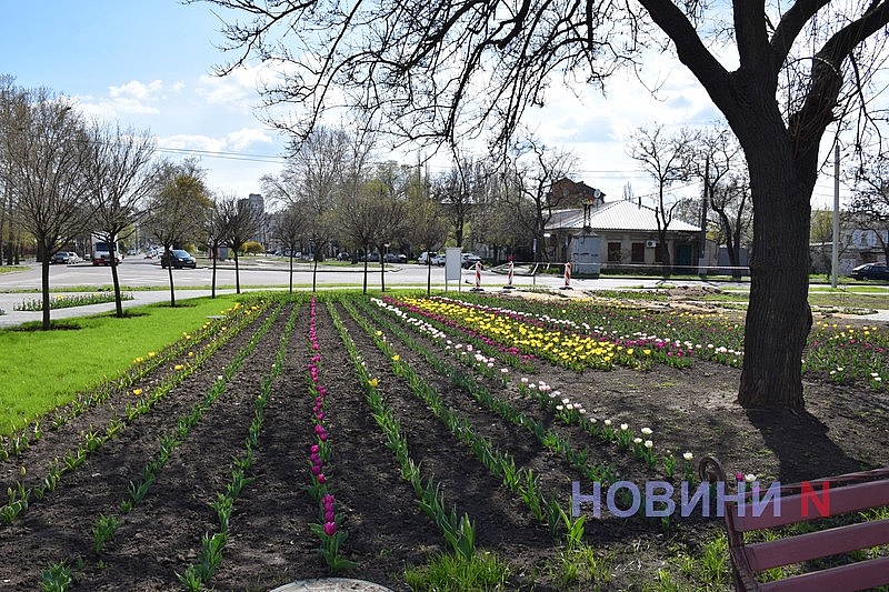 Квітучий Миколаїв: у скверах міста розцвіли тюльпани (фоторепортаж)