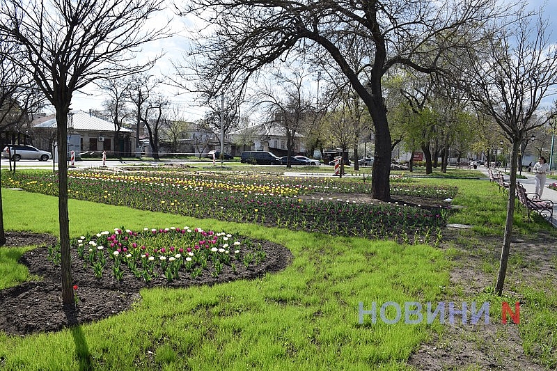 Квітучий Миколаїв: у скверах міста розцвіли тюльпани (фоторепортаж)
