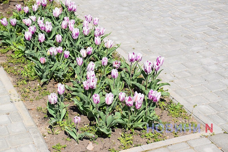 Квітучий Миколаїв: у скверах міста розцвіли тюльпани (фоторепортаж)