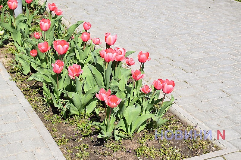 Квітучий Миколаїв: у скверах міста розцвіли тюльпани (фоторепортаж)