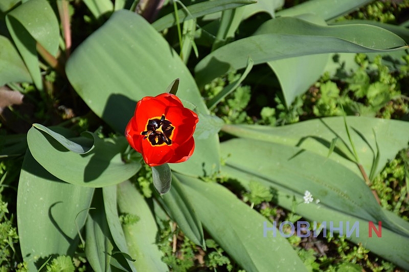 Квітучий Миколаїв: у скверах міста розцвіли тюльпани (фоторепортаж)