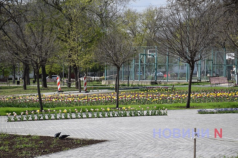 Квітучий Миколаїв: у скверах міста розцвіли тюльпани (фоторепортаж)