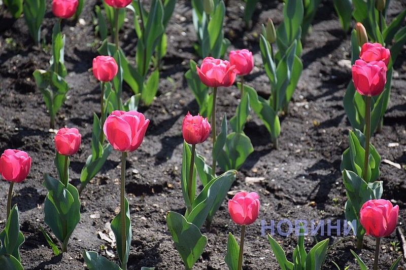 Квітучий Миколаїв: у скверах міста розцвіли тюльпани (фоторепортаж)