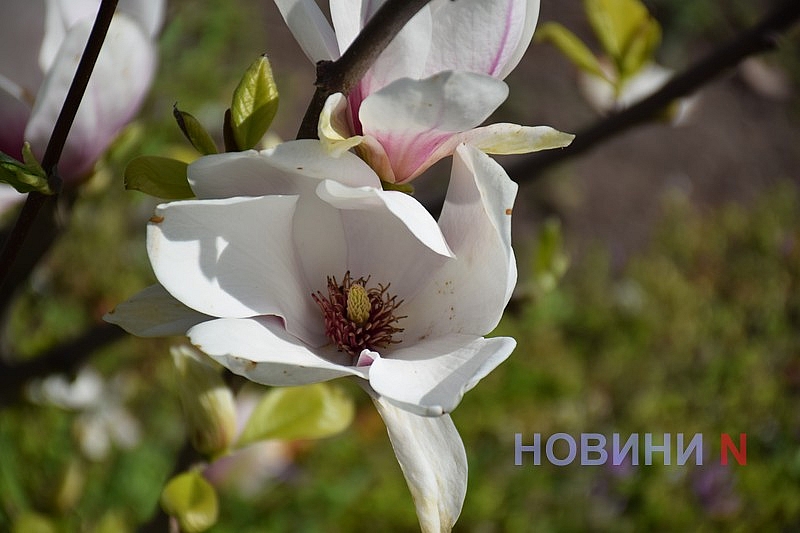В Николаеве зацвела магнолия (фоторепортаж)