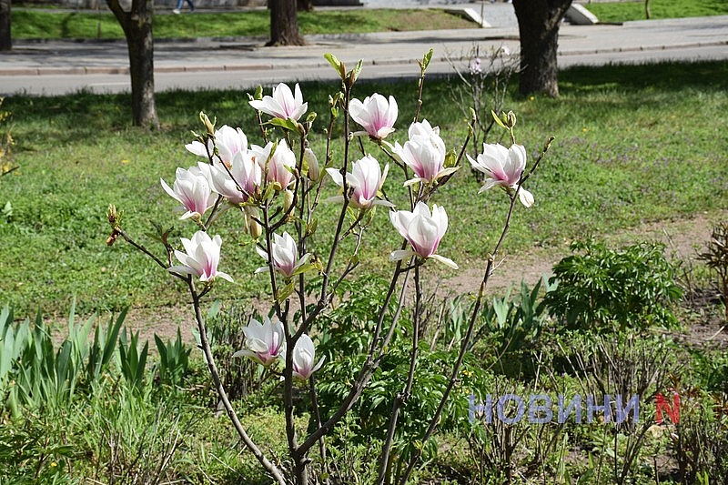 В Николаеве зацвела магнолия (фоторепортаж)