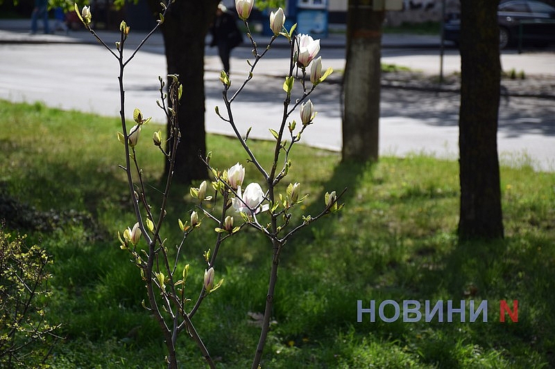 В Николаеве зацвела магнолия (фоторепортаж)